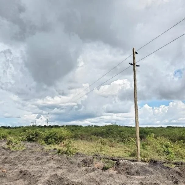Buckreef treated wooden pole line