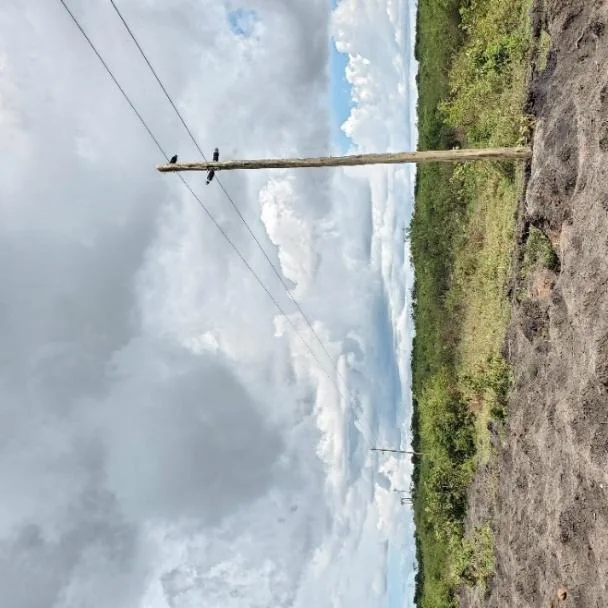 Buckreef treated wooden pole line